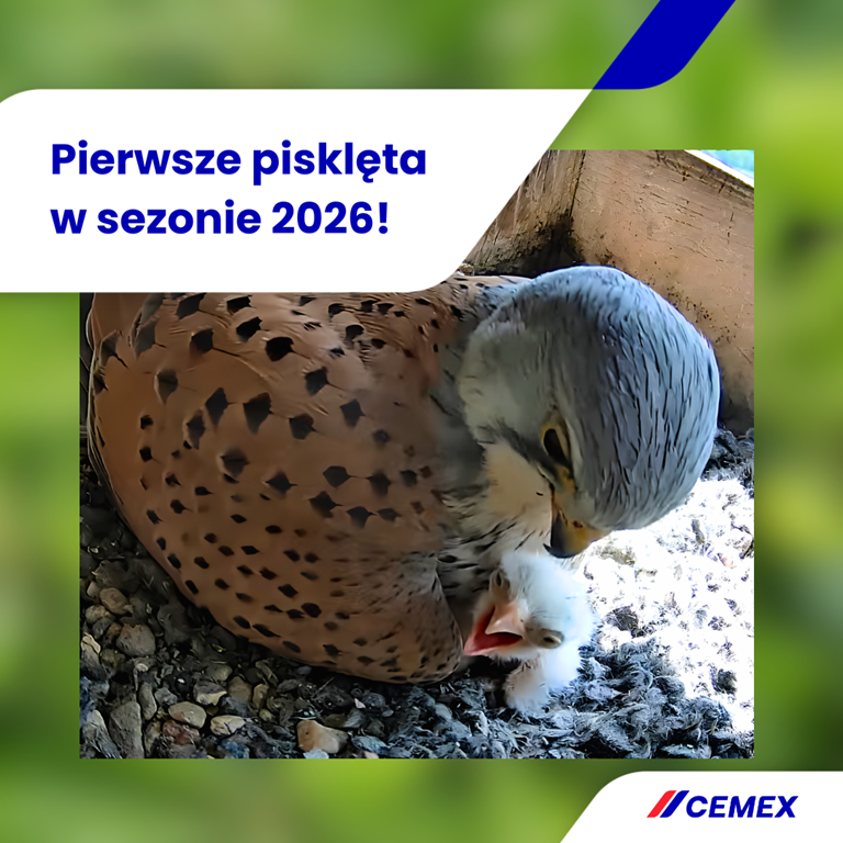 Zajrzyj do pustułek z zakładów Cemex